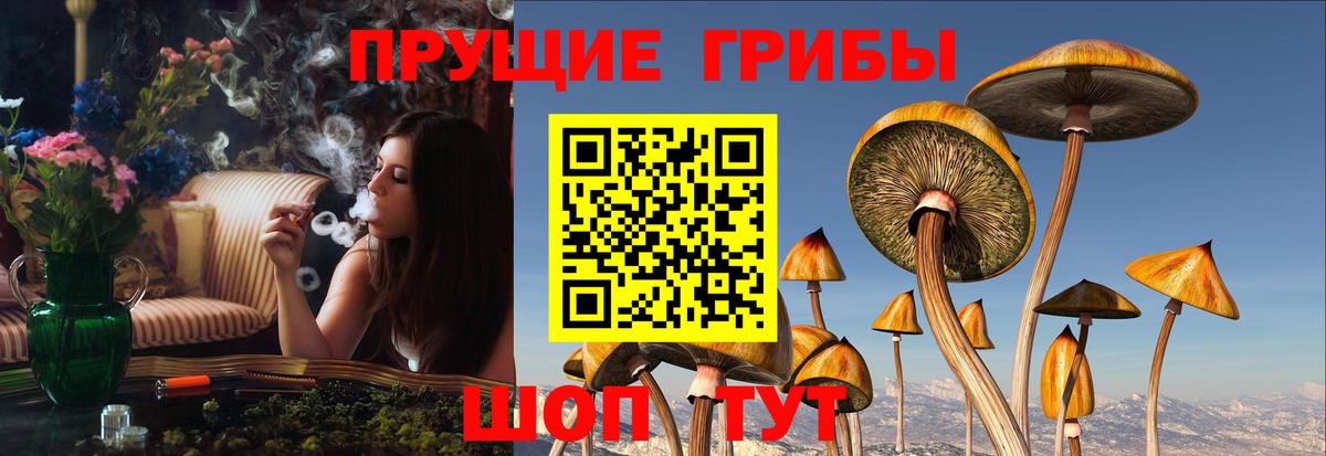 Галлюциногенные грибы Psilocybine cubensis Иваново